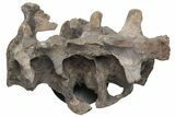 Hadrosaur (Hypacrosaur) Sacrum with Metal Stand - Montana #211085-6